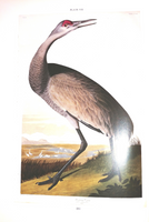 Sotheby's: John James Audubon -The Birds of America -Auction October 18 and 19, 1985